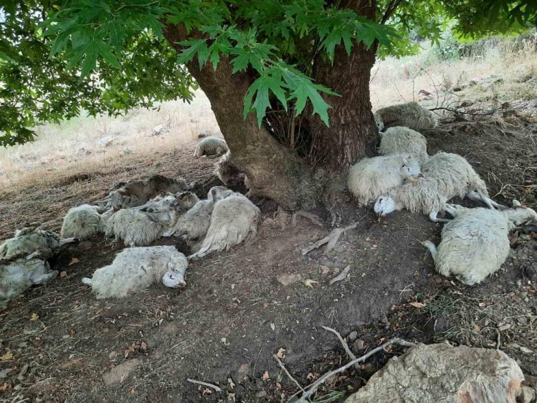 Πρόβατα κεραυνός