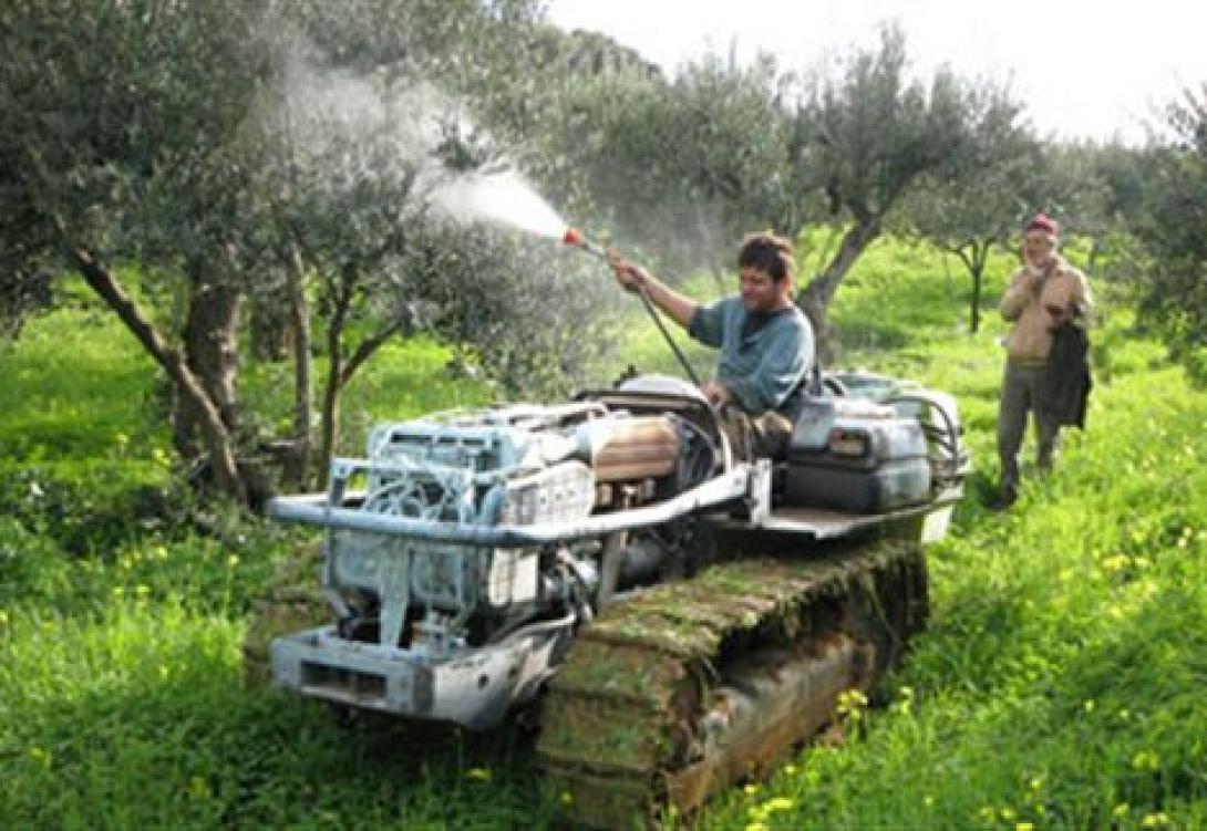 psekasmos_elaiodentrwn.jpg