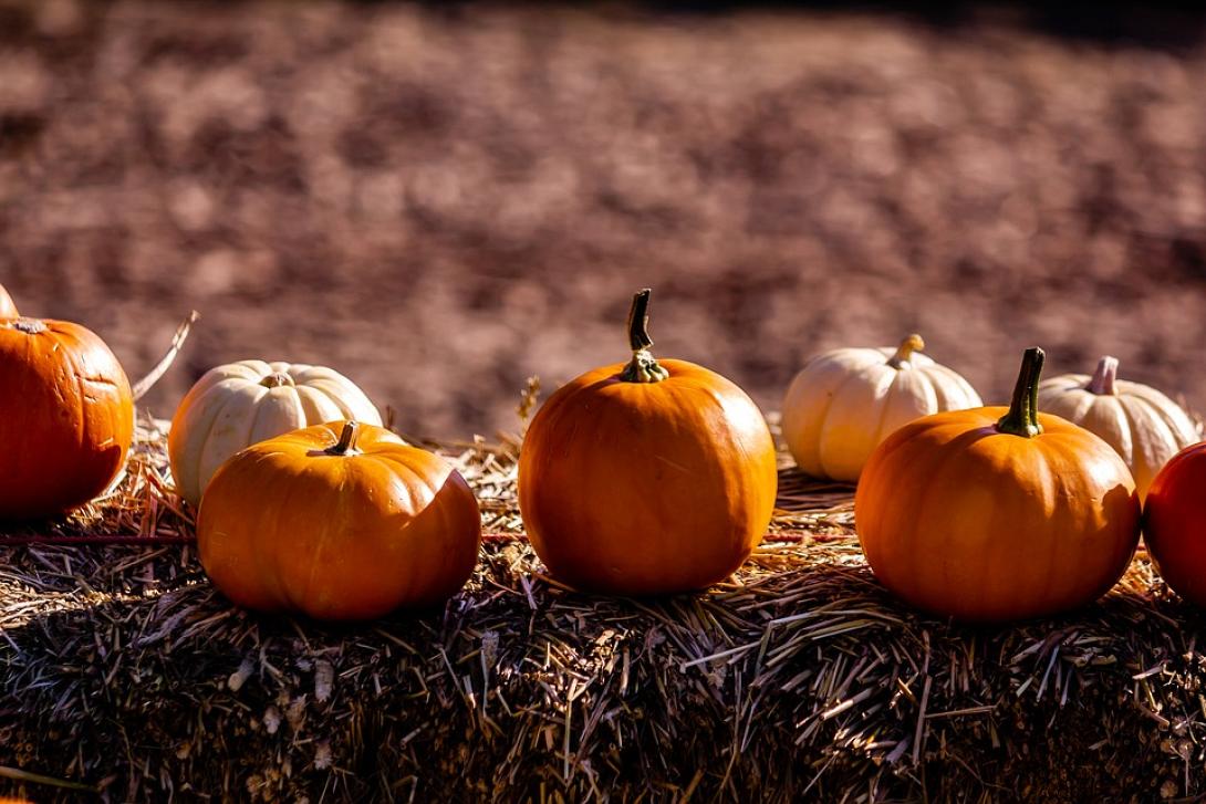 pumkin-3683156_960_720.jpg