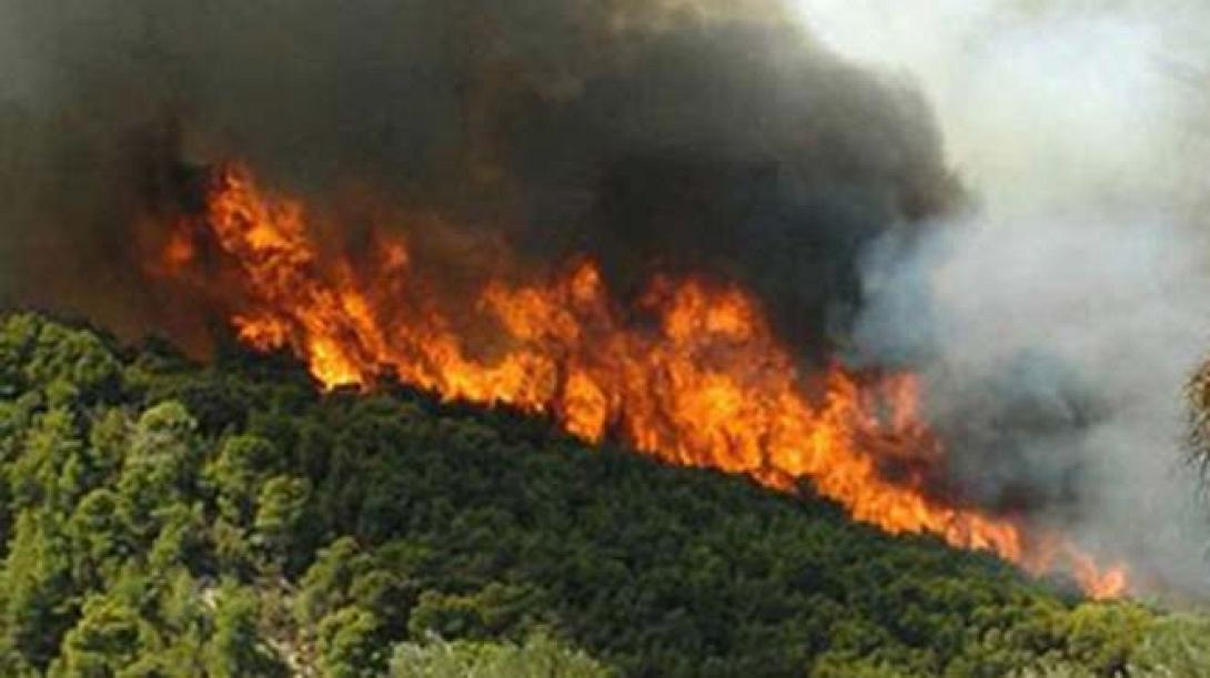 pyrkagia4.jpg