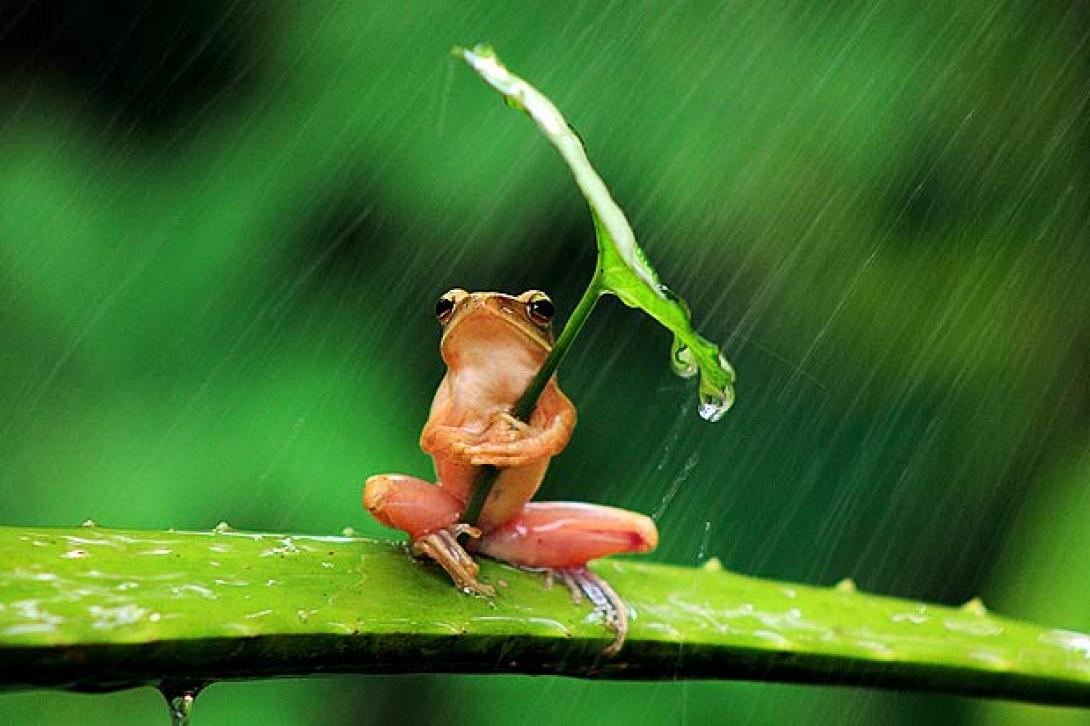 rain2.jpg