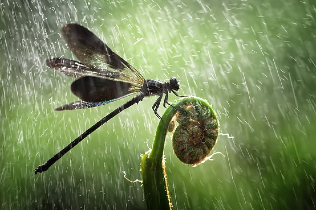 raining-by-shikhei.jpg