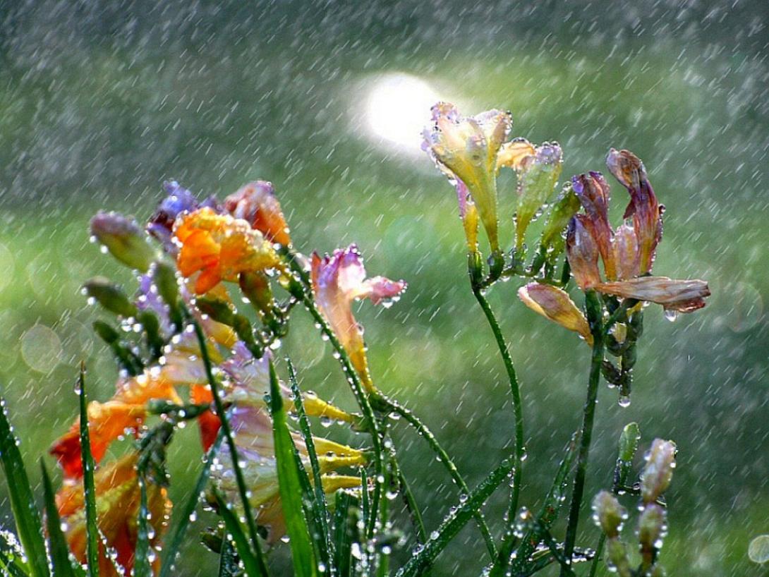 raining-on-flowers.jpg