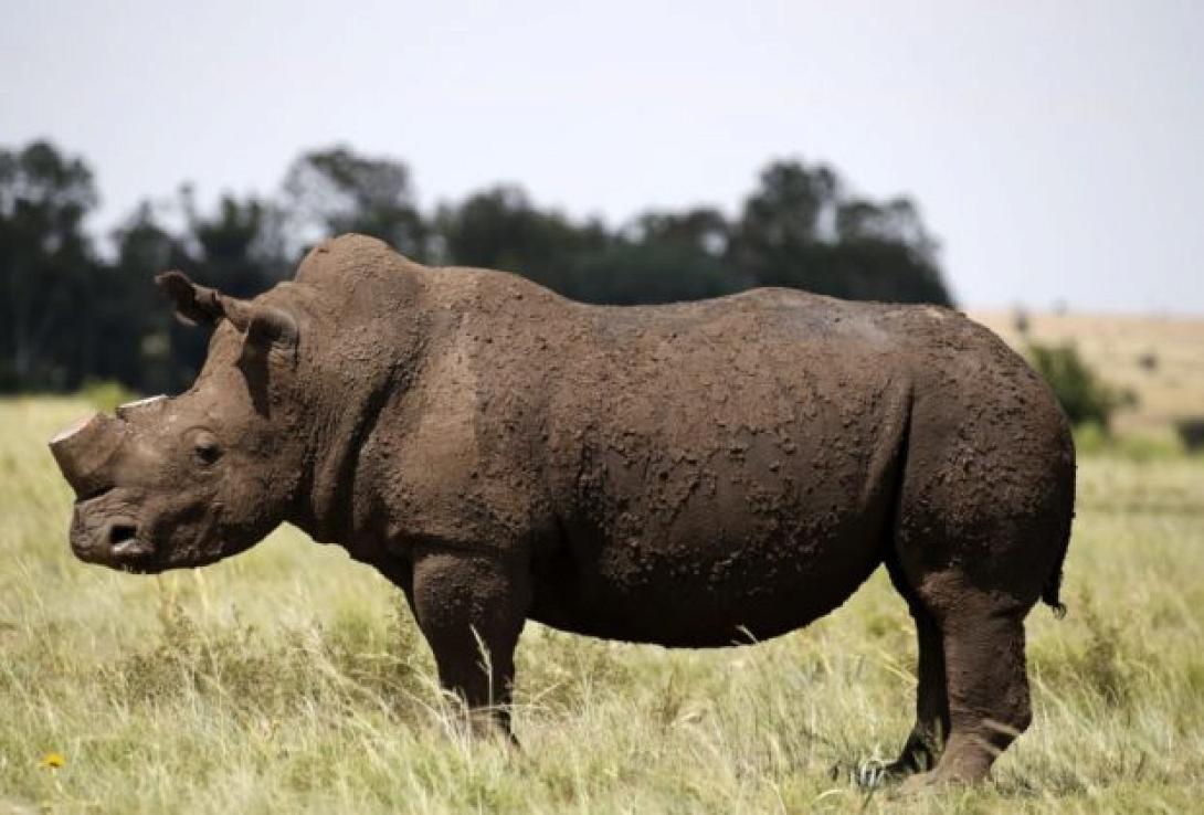 rhinoceros-620x420.jpg