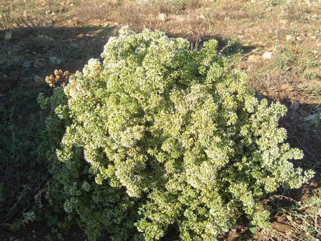 Κρήτη: Ξεριζώνουν ανεξέλεγκτα τη ρίγανη για να την πουλήσουν!