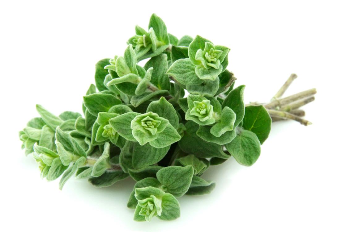 10 λόγοι για να φυτέψεις ρίγανη στη γλάστρα