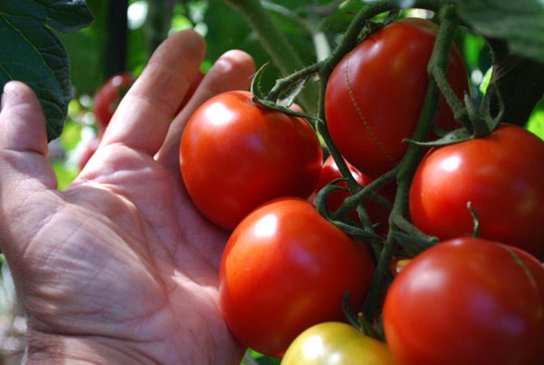 rixte_ayta_ta_8_systatika_sti_thesi_fyteysis_kai_tha_megalosete_tis_pio_geystikes_ntomates.jpg