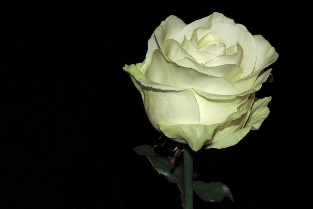 rose-1822968_960_720_856_571_76.jpg
