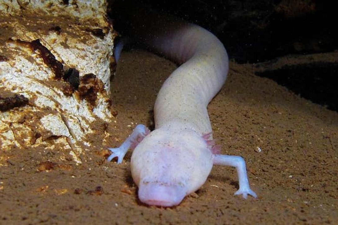 Σαλαμάνδρα