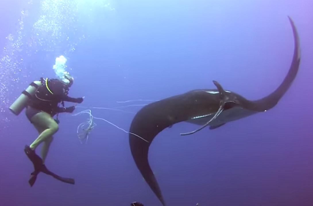 Το σαλάχι που ζήτησε τη βοήθεια των δυτών (βίντεο)