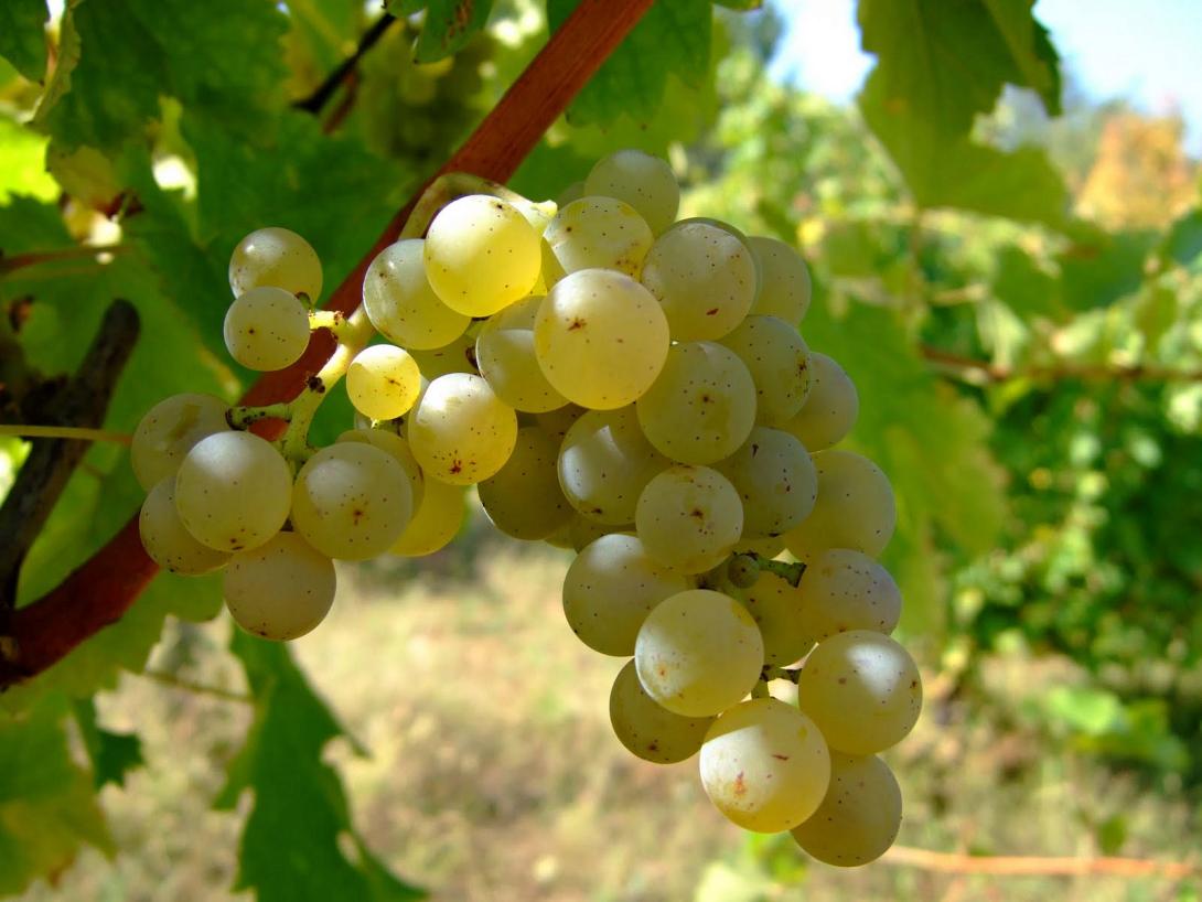 sauvignon_blanc_vlasotince_vineyards2.jpg