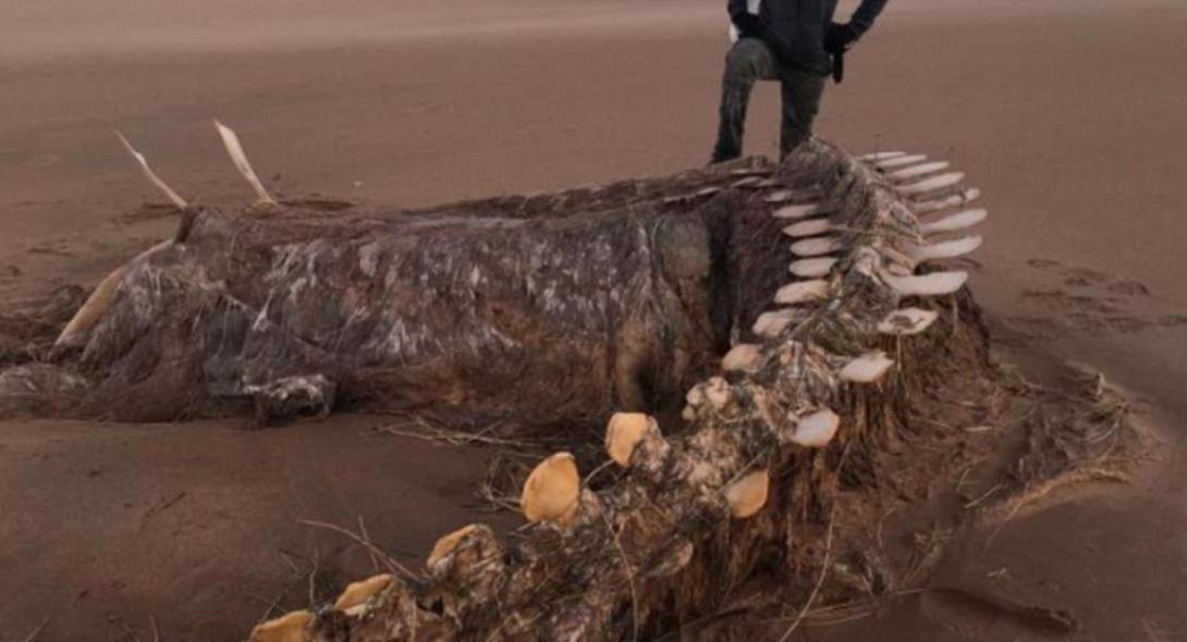 Γιγάντιος σκελετός ξεβράστηκε σε παραλία