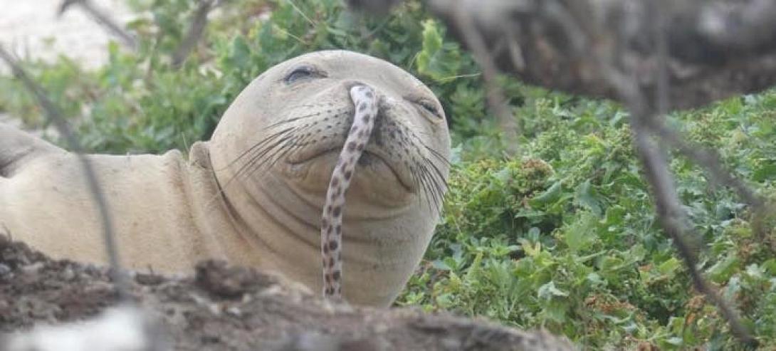 seal-eel-708.jpg