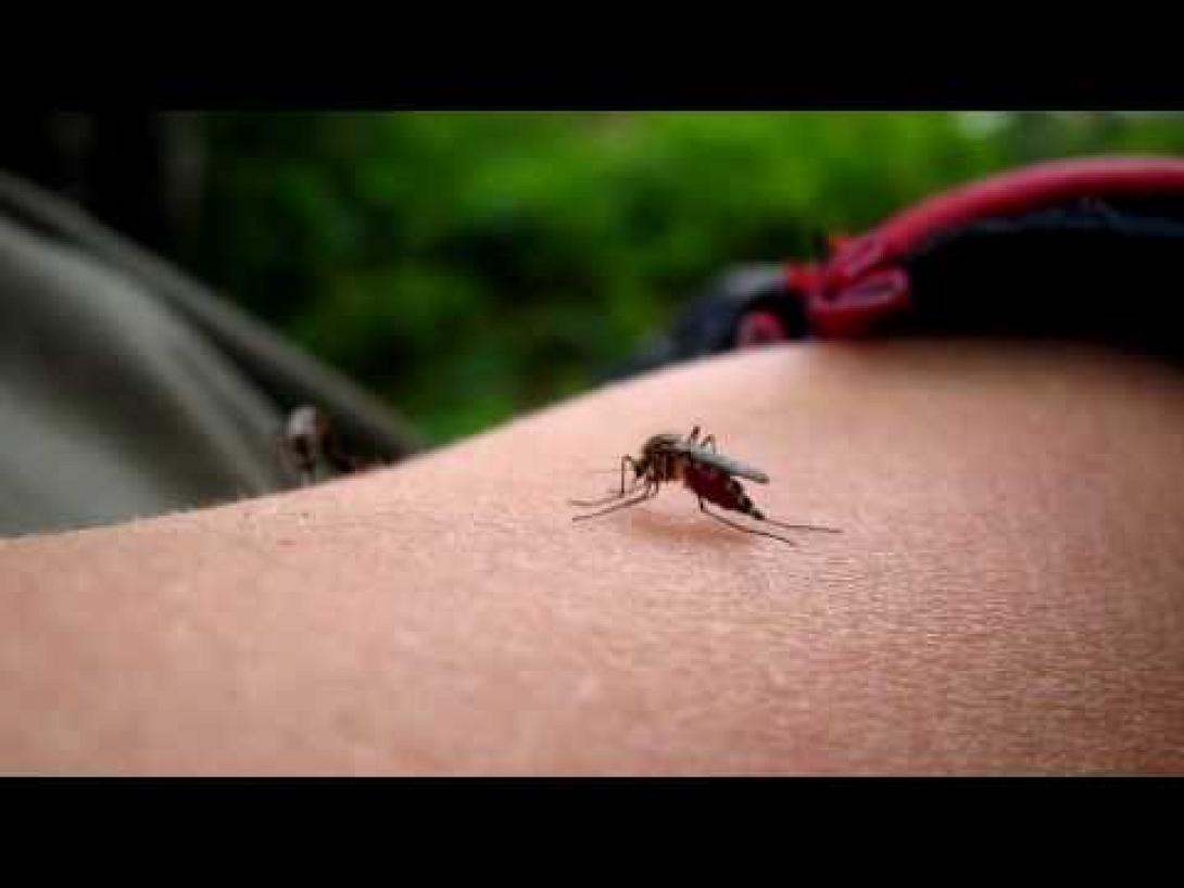 Δείτε σε βίντεο υψηλής ανάλυσης πώς μας πίνουν το αίμα!