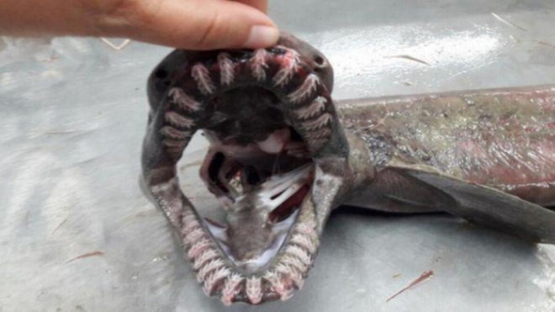 shark.12.11.2.jpeg
