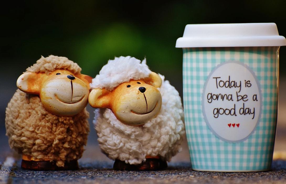 sheep.jpg