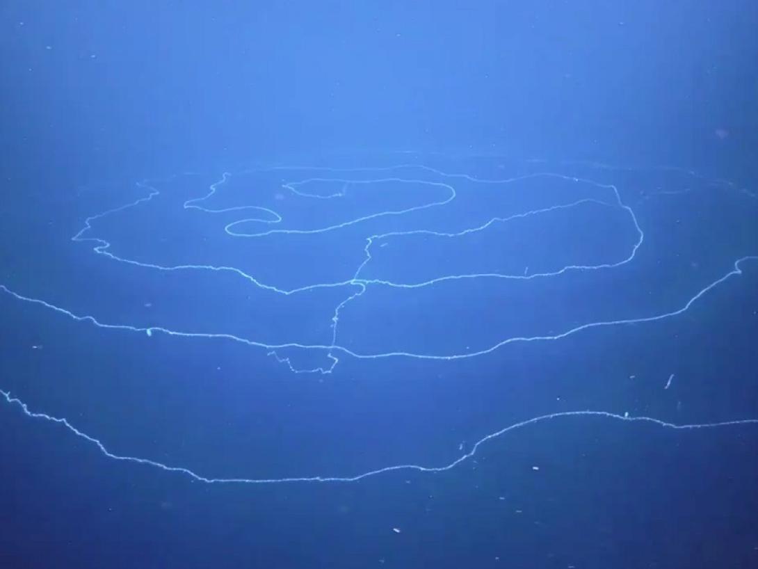 σιφωνοφόρο