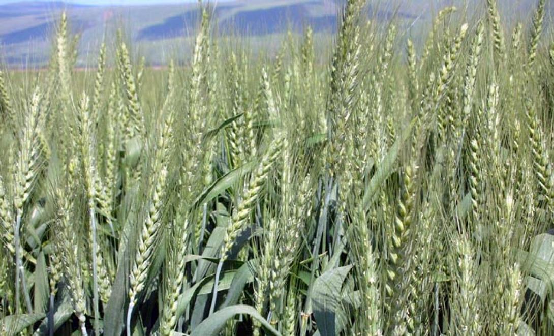 Καινοτόμες γεωργικές τεχνικές για τη σίτιση 50 εκατ. ανθρώπων