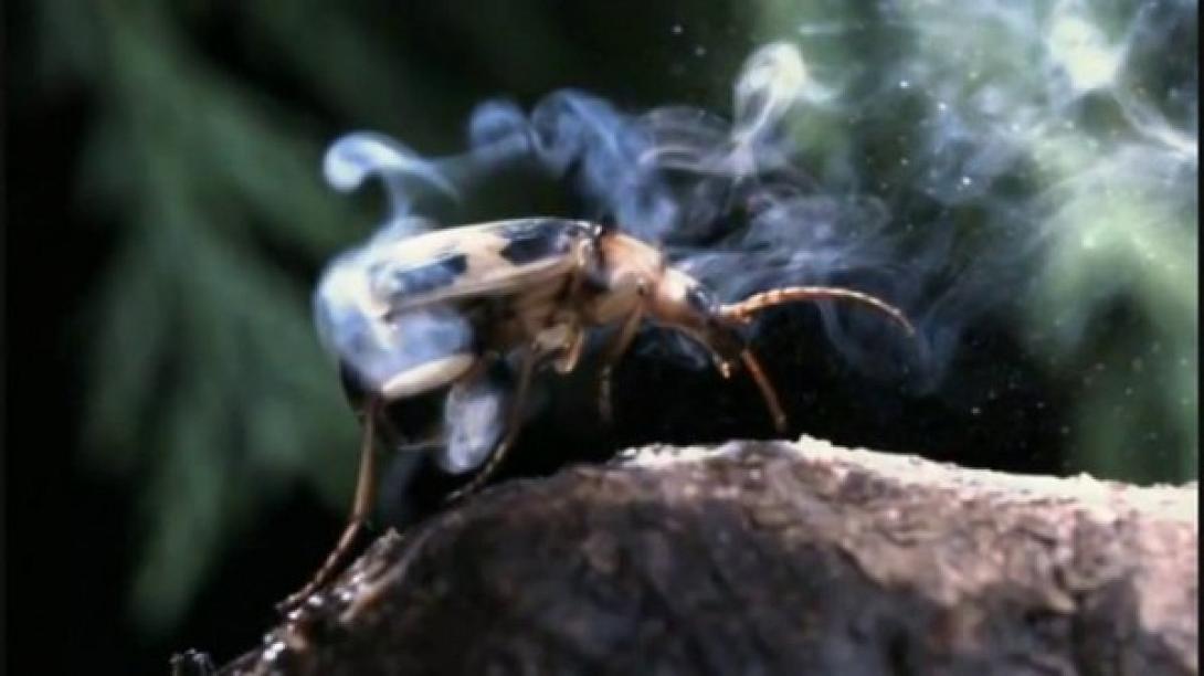 Δείτε το σκαθάρι - "βομβιστή" που εκτοξεύει χημικά!