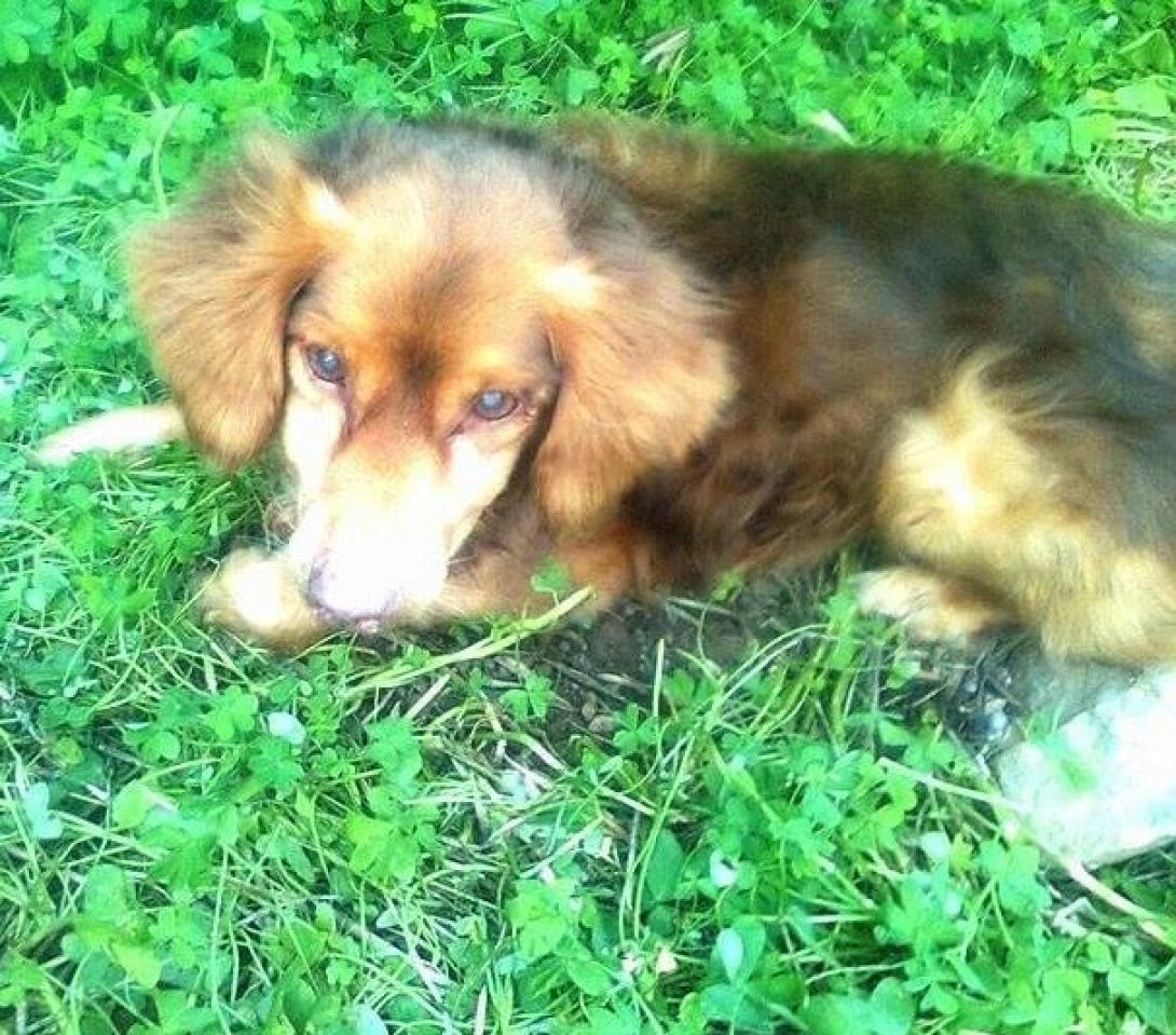 Γαλατάς Χανίων: Εγκατέλειψαν τυφλό σκυλάκι σε απόμερο χωράφι