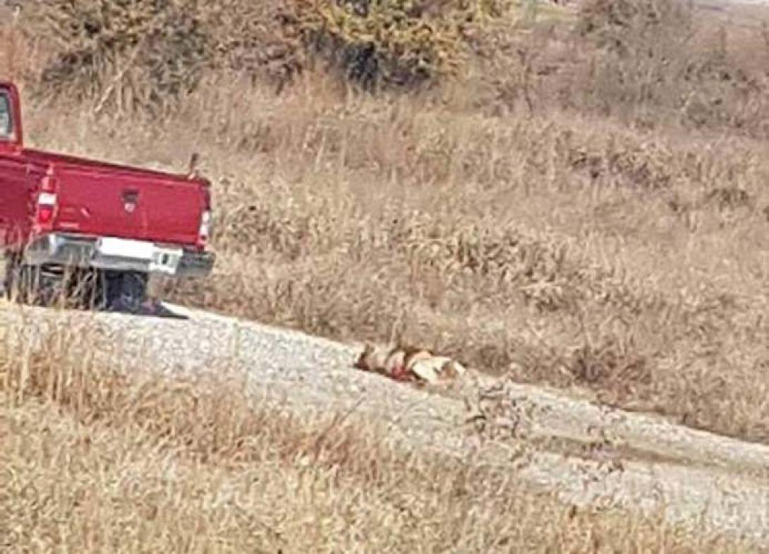 καρότσα σκύλος