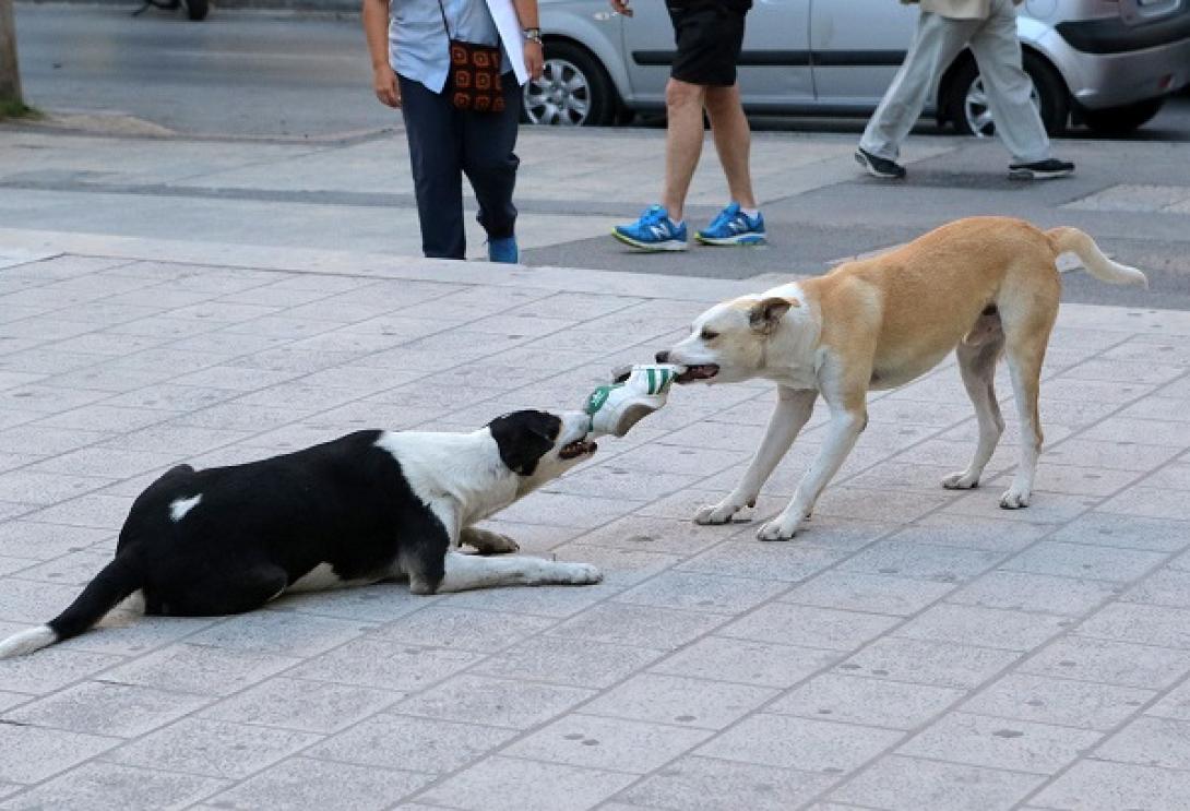 σκύλοι