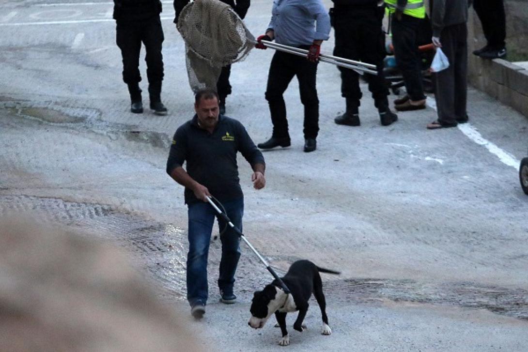 σκύλος επίθεση