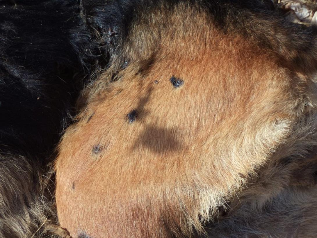 Εκτέλεσαν σκύλο στο Ηράκλειο!