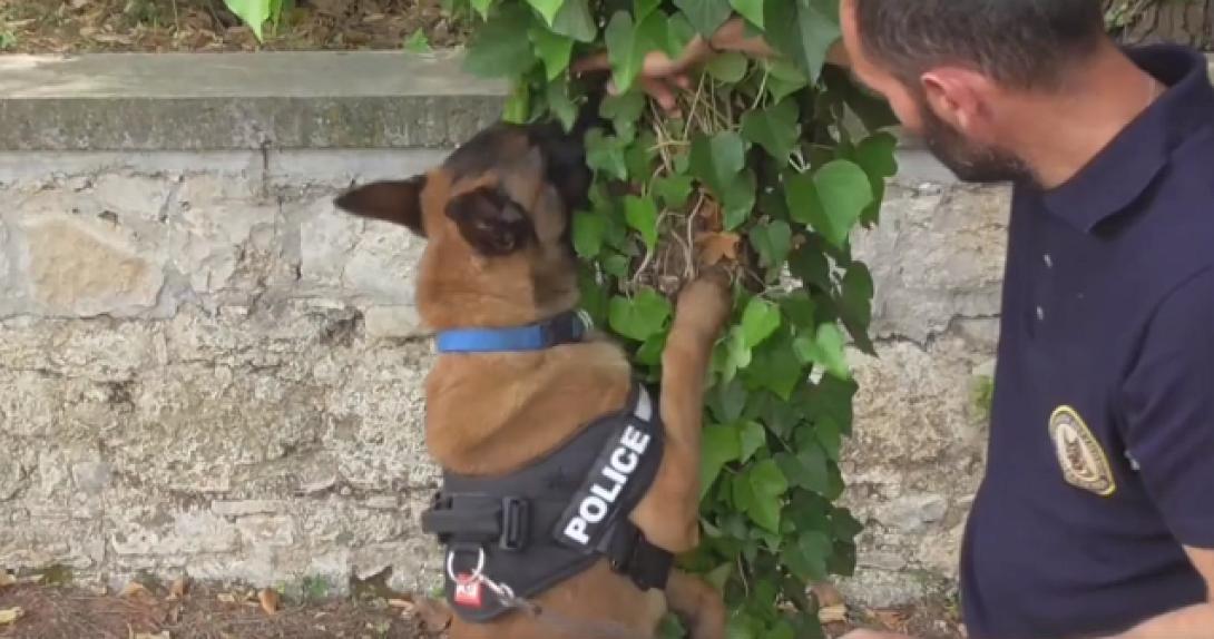 σκυλος ΕΛΑΣ