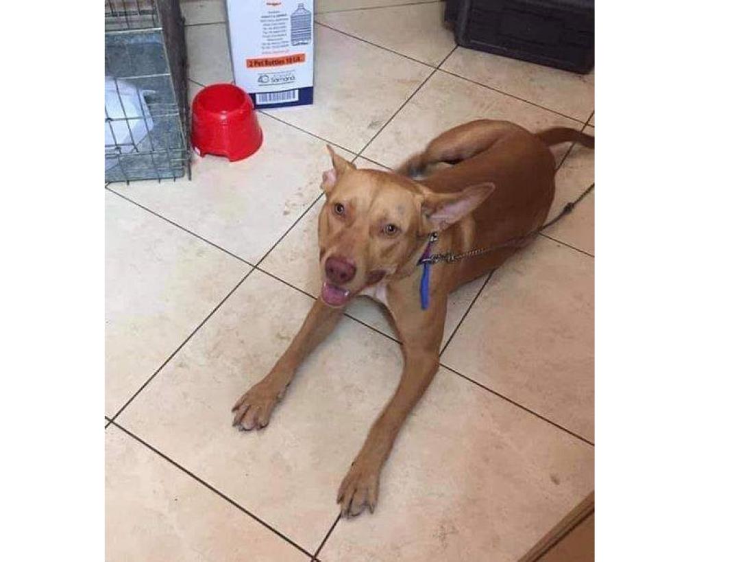 σκυλάκος Χανιά