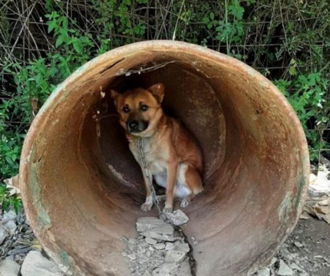 τα ζώα αργοπέθαιναν