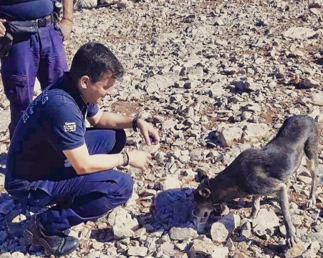 σκυλίτσα