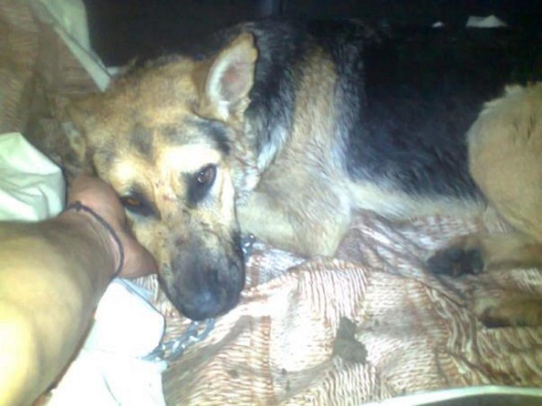 Πρώτη καταδίκη χωρίς αναστολή για κακοποίηση ζώου