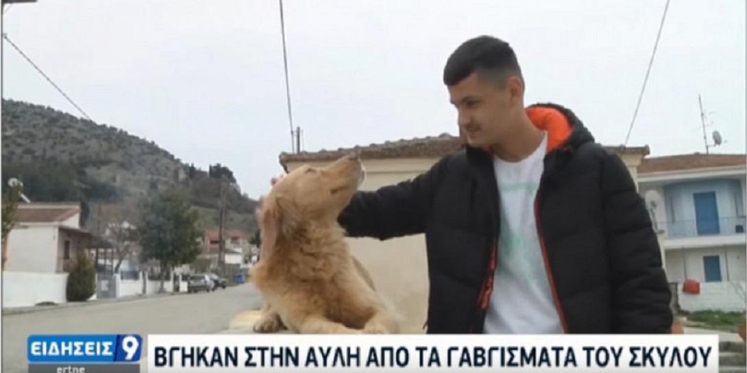 σκυλος - σεισμος