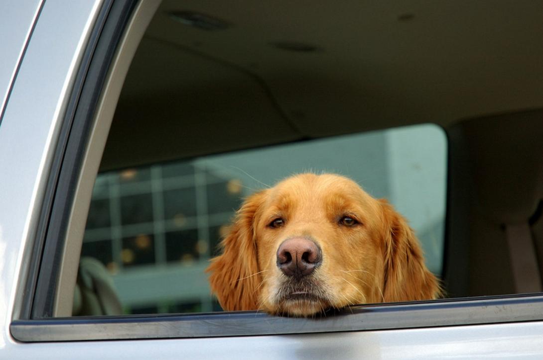 σκύλος αυτοκίνητο