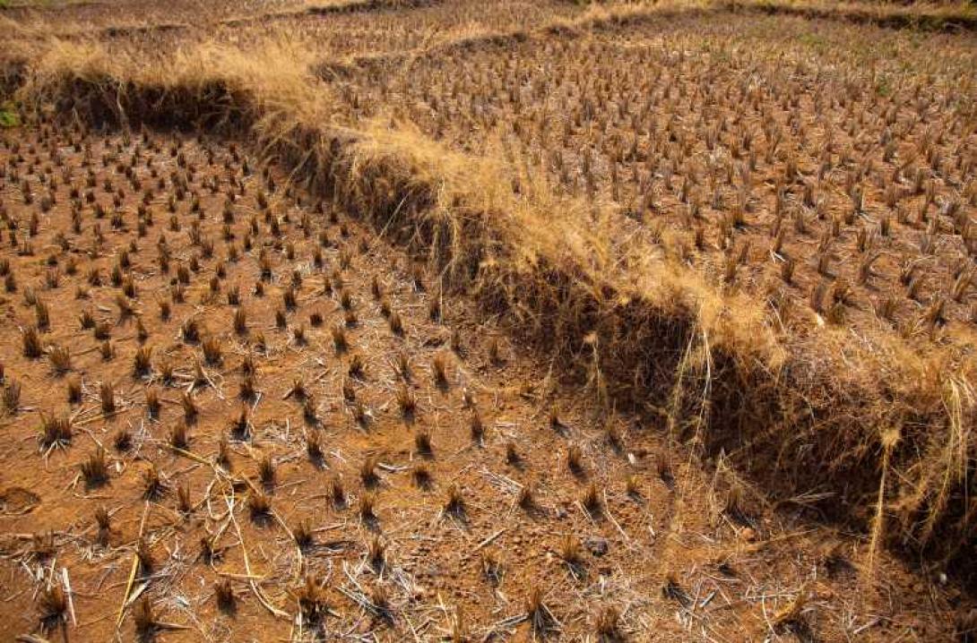 "Κακό" όζον και κλιματική αλλαγή απειλούν τα τρόφιμα παγκοσμίως