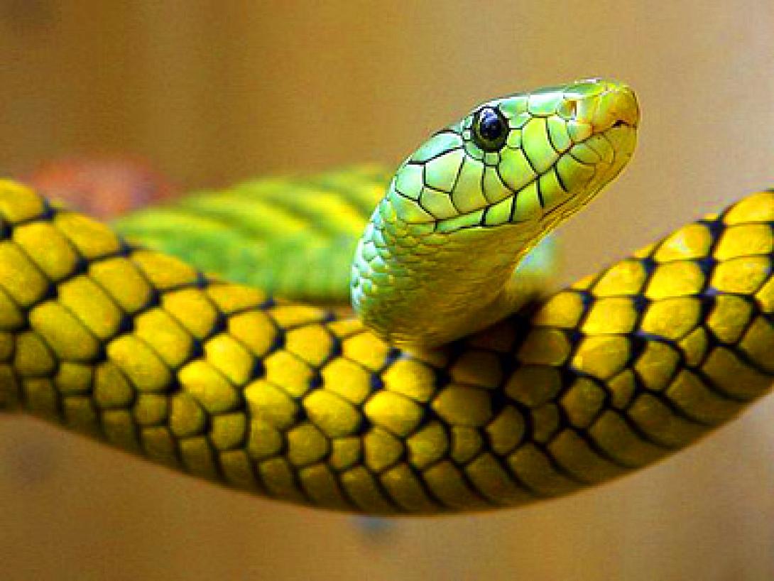snake-pregnancy.jpg