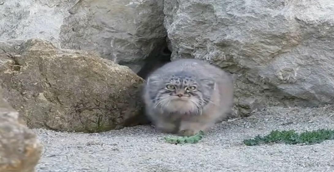 spanio-vinteo-entopistike-kritikos-agriogatos-pou-theorountan-exafanismenos-700x360.jpg