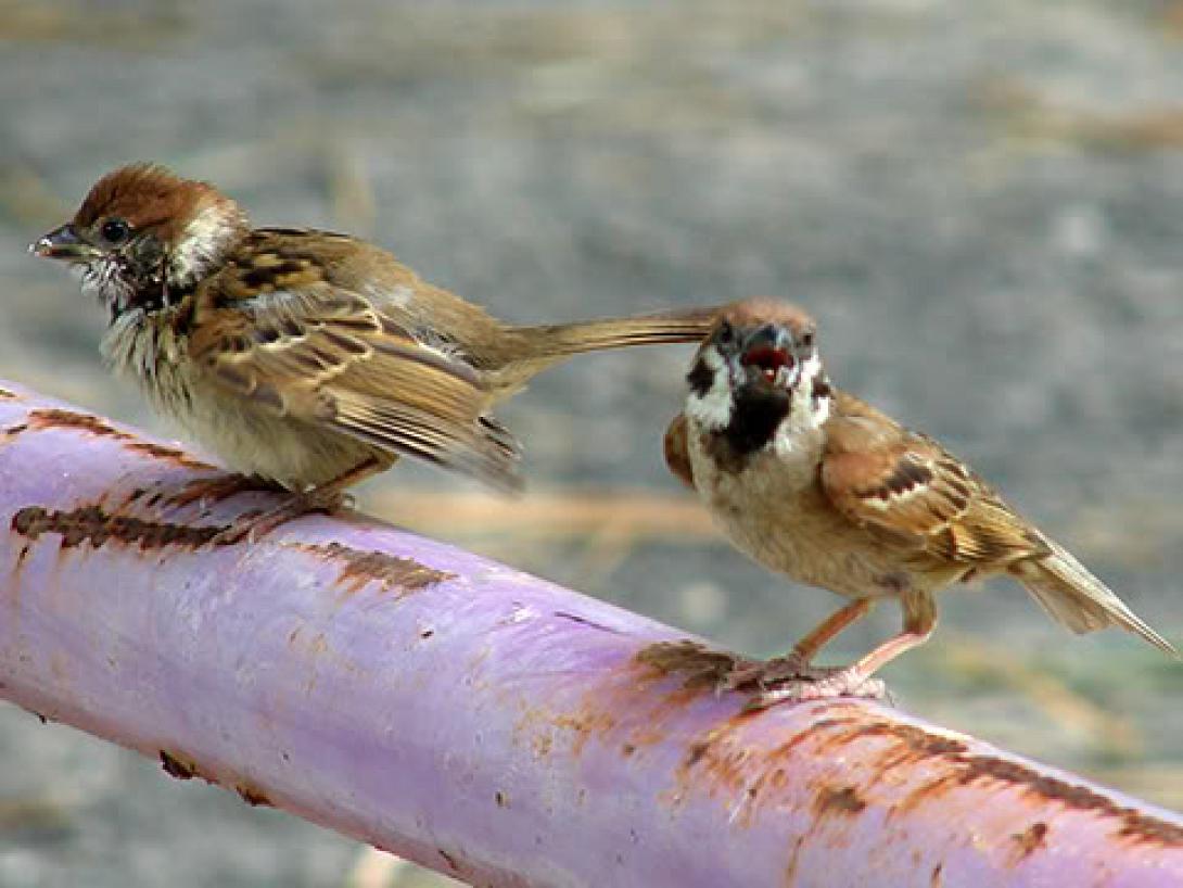 Χάθηκαν 421 εκατομμύρια πουλιά τα τελευταία 30 χρόνια στην Ευρώπη