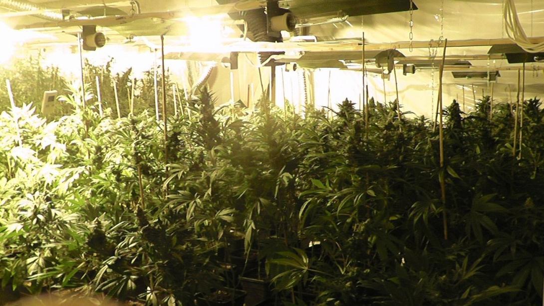 υδροπονικές φυτείες 