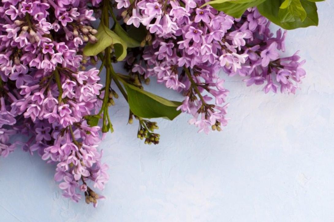 spring-flowers-pxjz5hv.jpg