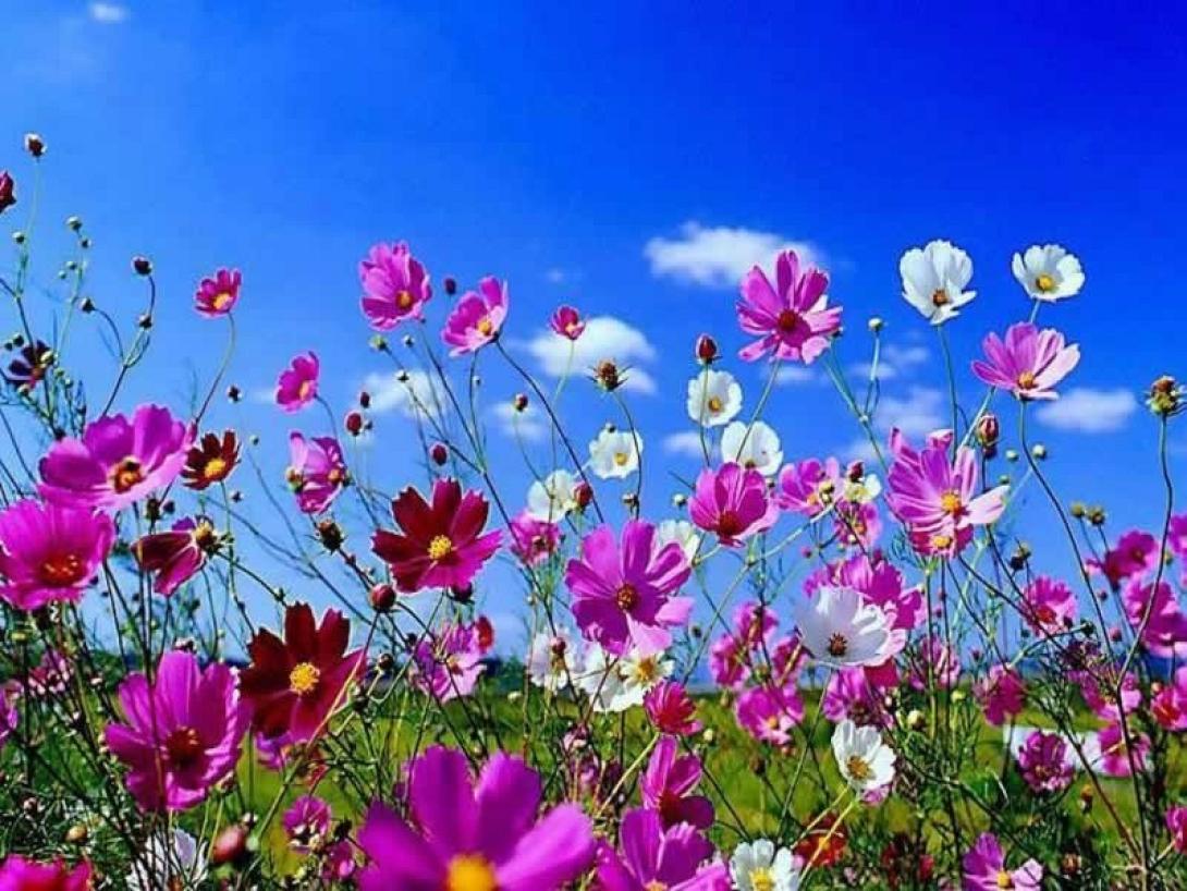 springflowers.jpg