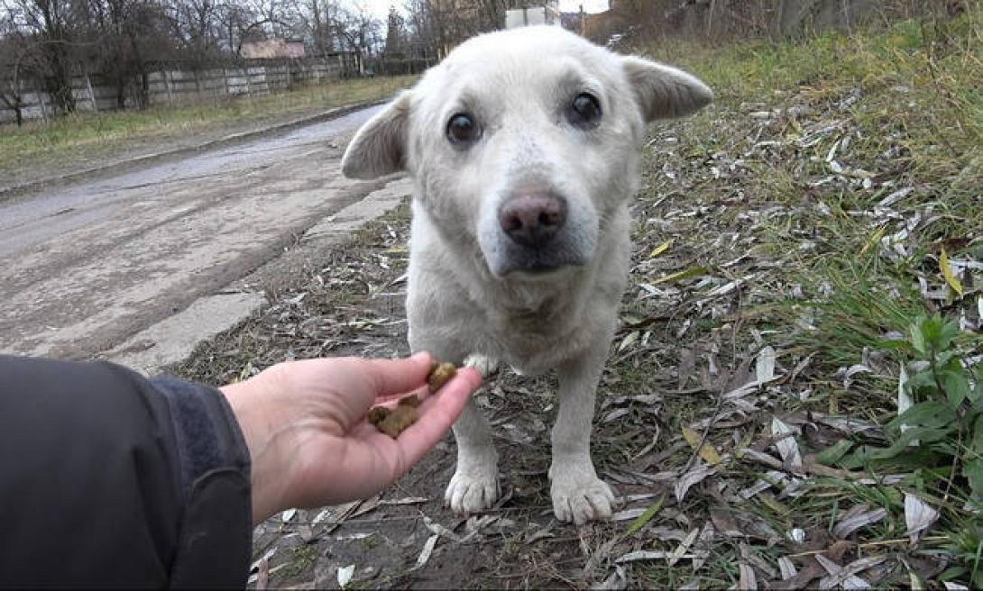 stray-dog.jpg