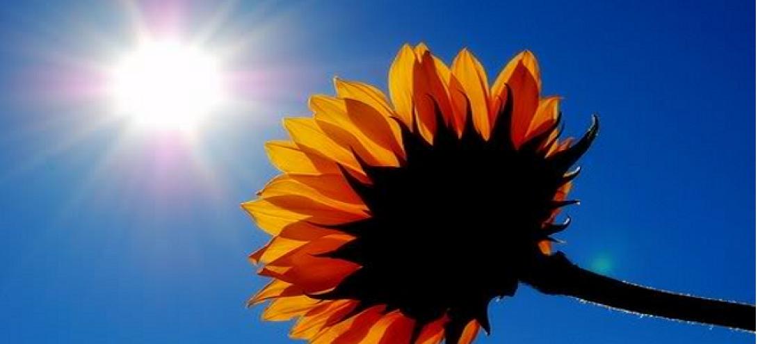 sunflower-660_3.png