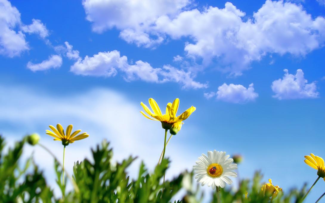 sunny_springtime-wide.jpg