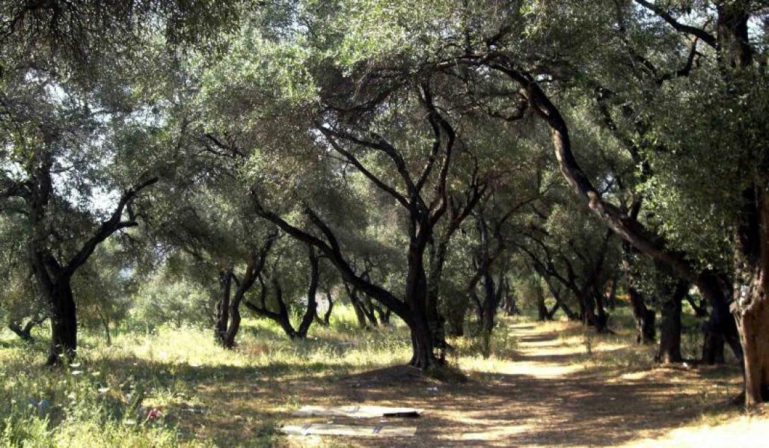 Στην Βουλή οι αποζημιώσεις από την σχοινοκαρπία 
