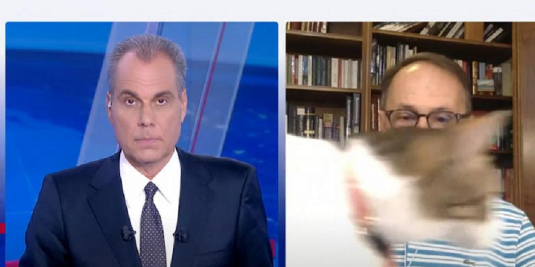 Σύψας γάτα