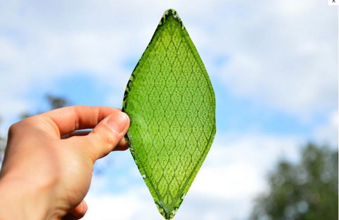 Το πρώτο τεχνητό φύλλο είναι γεγονός!