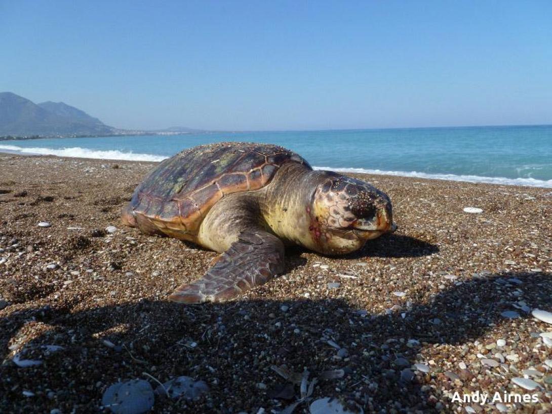 Δέκα νεκρά ζώα σε παραλίες της Ελλάδας τον Ιούνιο