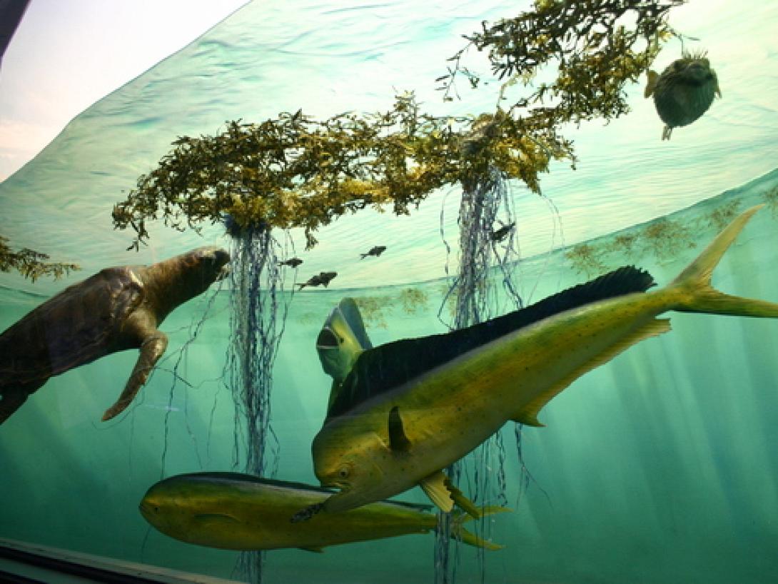 Πανευρωπαϊκή διάκριση για τη νέα ταινία του Σύλλα Τζουμέρκα